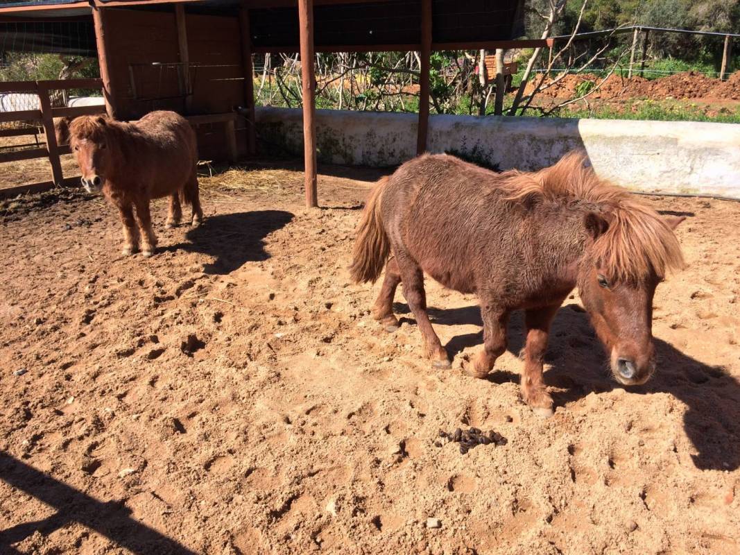 Pony Ride In The Algarve