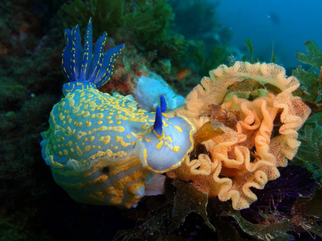 Dive Trips In Albufeira