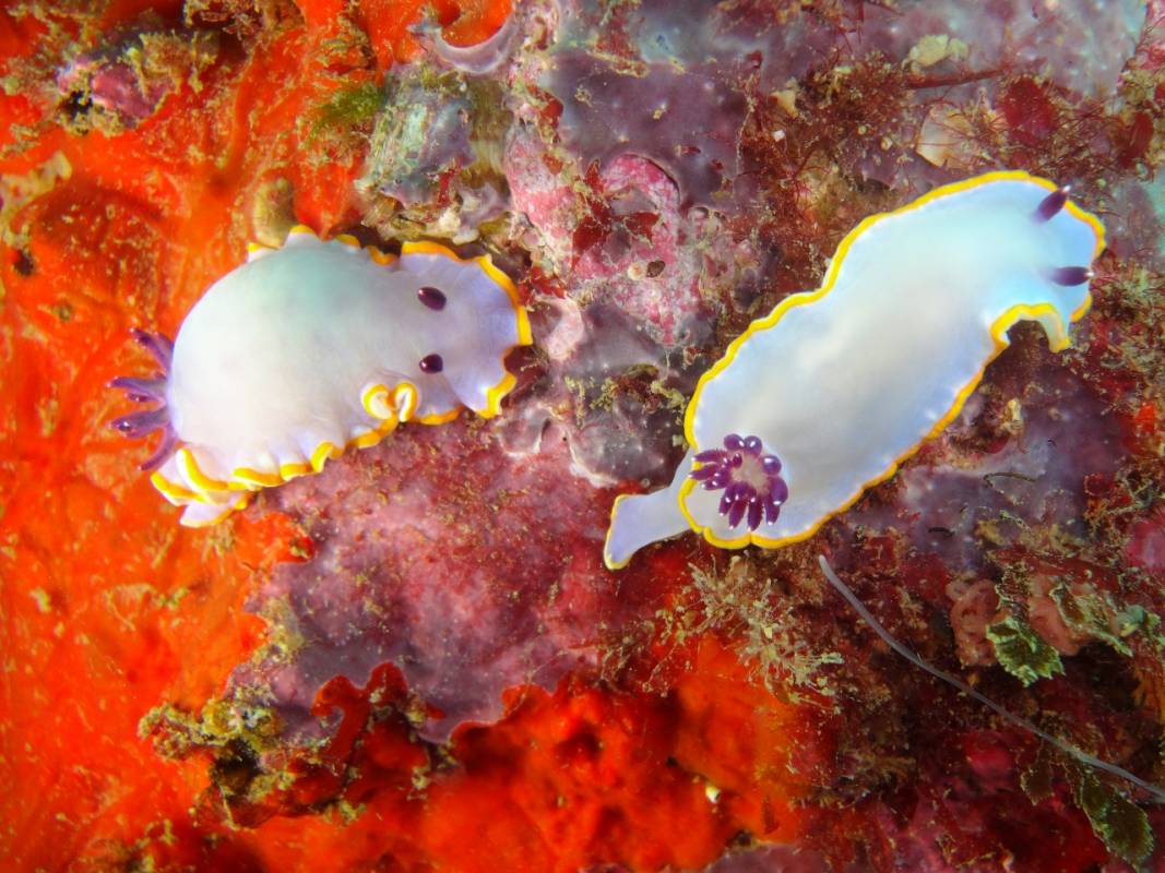 Dive Trips In Albufeira