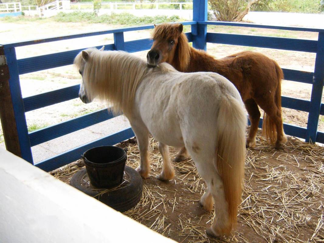 Pony Ride In The Algarve