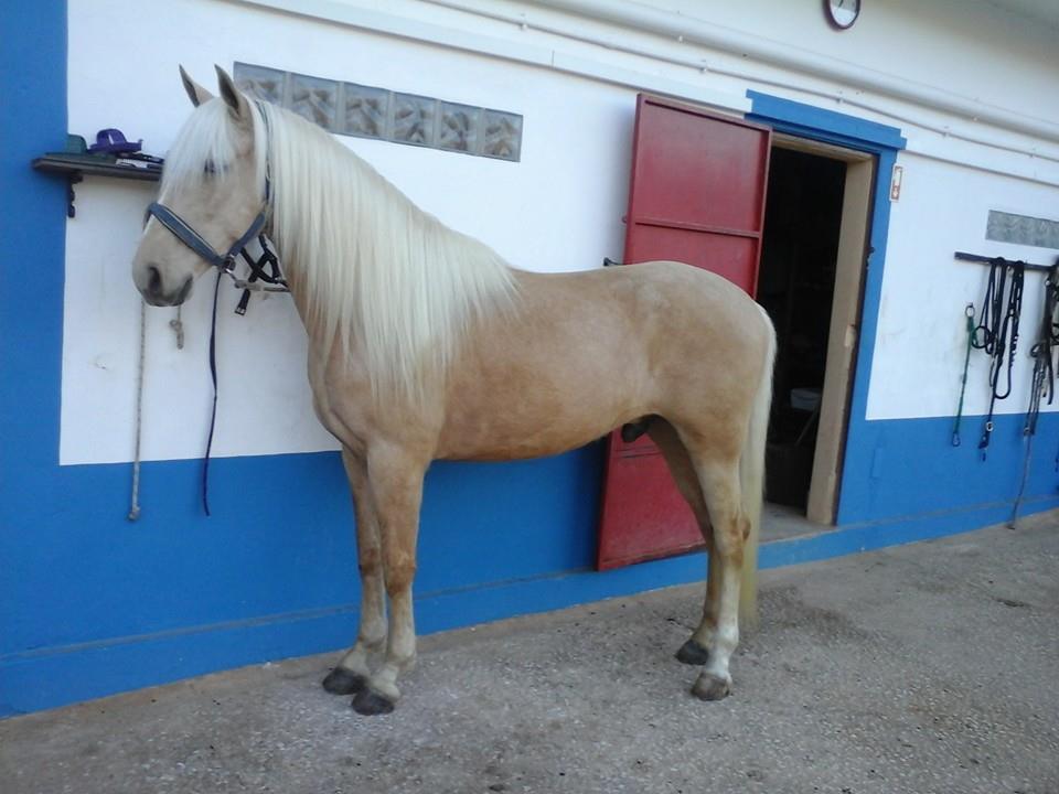 Horse Riding In Lagoa Dos Salgados