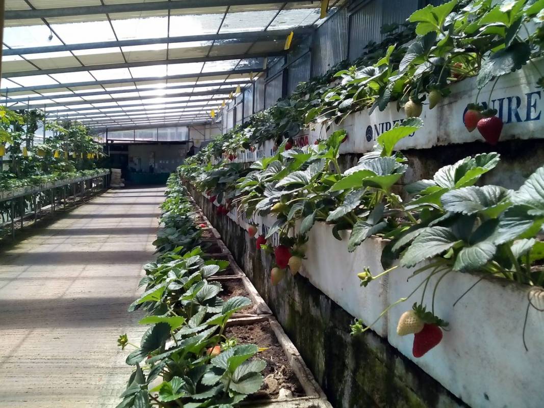 Green Agriculture Tour In Madeira Island