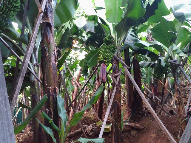 Green Agriculture Tour In Madeira Island