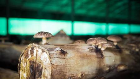 Harvest Of Mushrooms