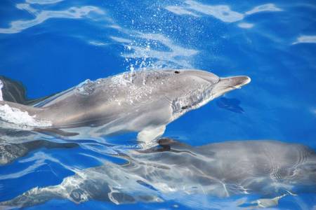 Avistamiento De Delfines Y Ballenas En Un Cómodo Catamarán En La Isla De Madeira – Portugal