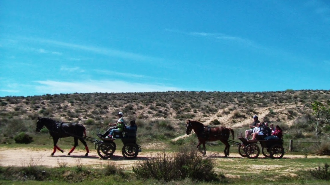 Horse Carriage Ride Tour In The Algarve