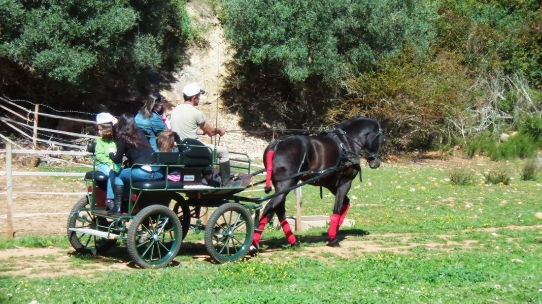 Horse Carriage Ride Tour In The Algarve