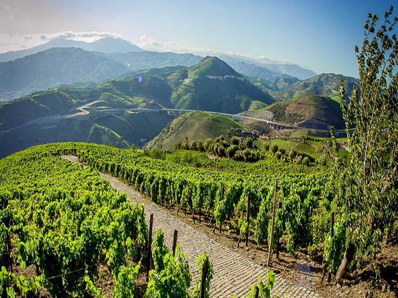Vin du Douro