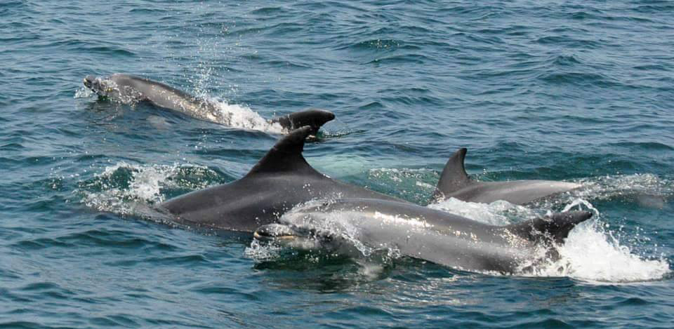 Dolphins Algarve