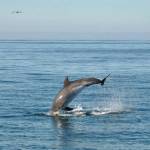 Dolphins On A Rib In Lagos | experitour.com