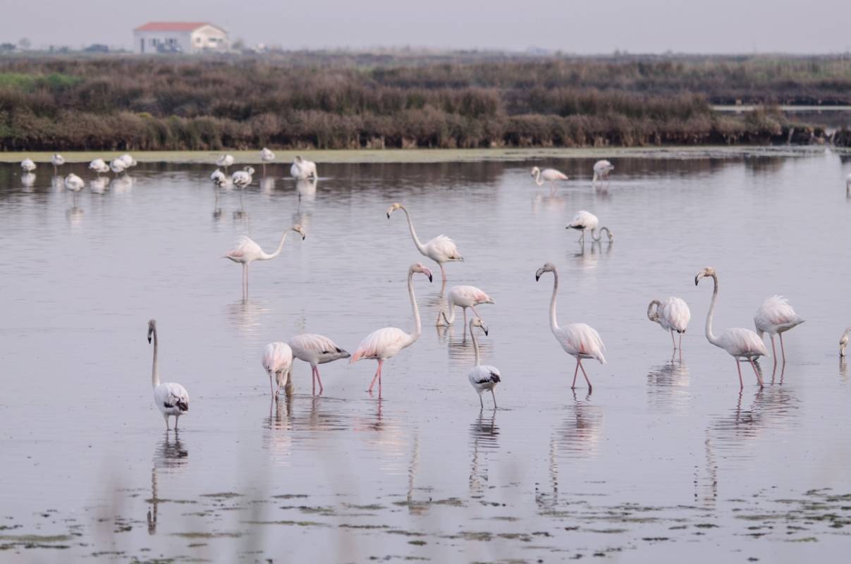 Boat tour in Aveiro