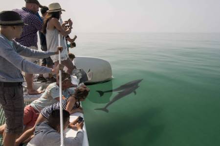 Observação De Golfinhos + Jeep Safari – Rio Sado – Setúbal