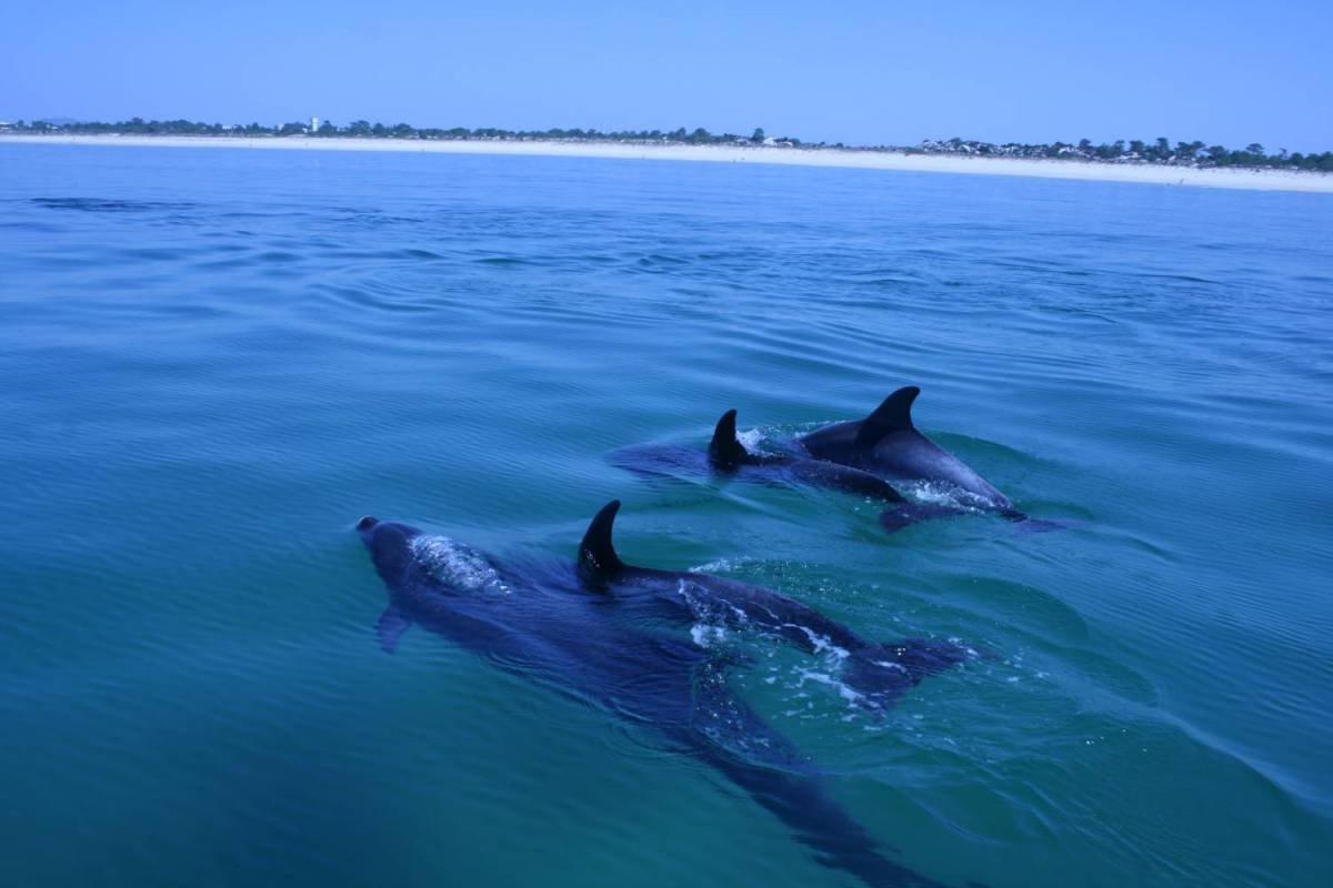 Dolphin Watching In Sado Bay, Setúbal