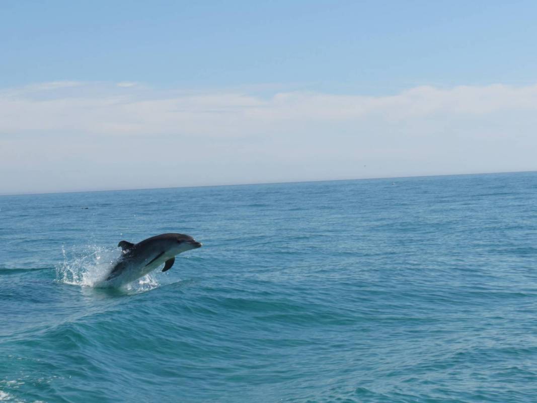 Dolphin Watching In Sado Bay, Setúbal