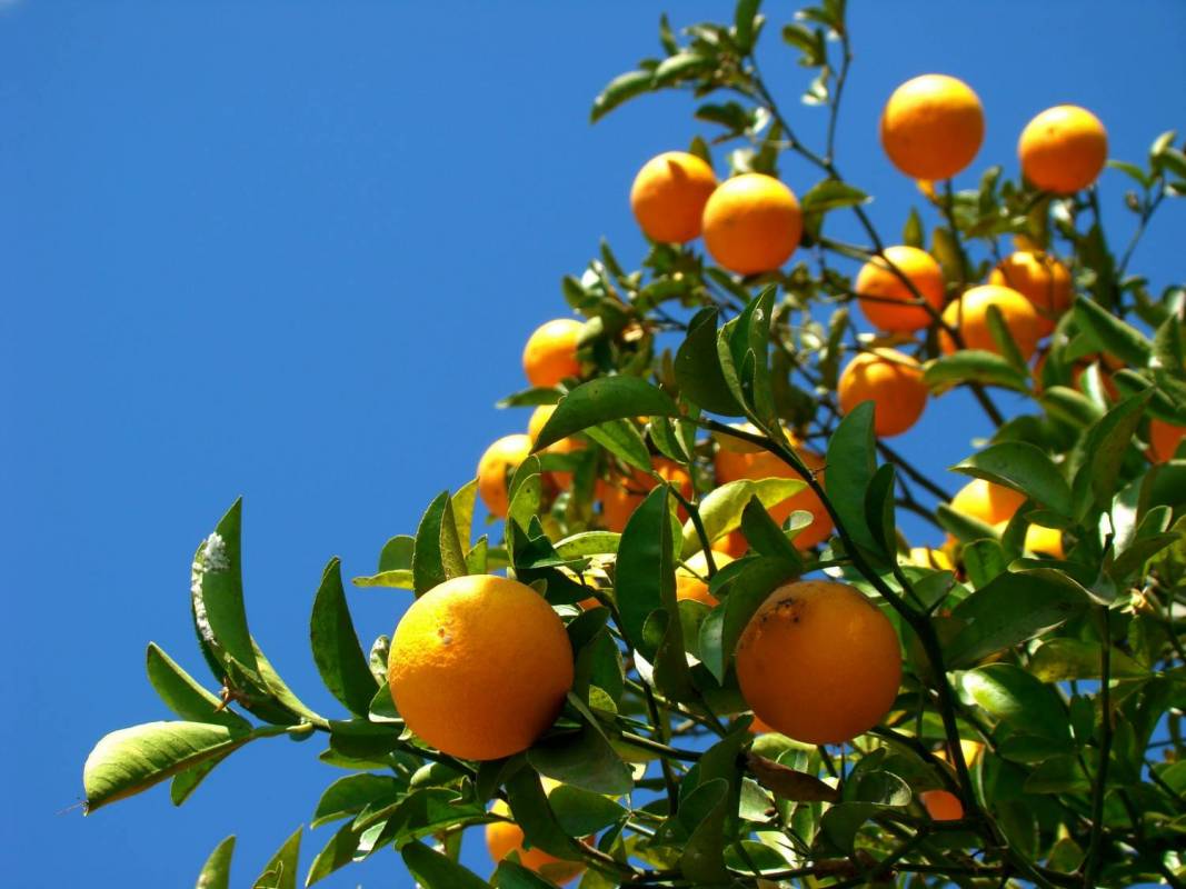 Laranja