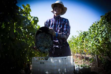 Vindimas: Expérience De La Récolte Du Vin Dans Un Vignoble De L’alentejo, Au Portugal