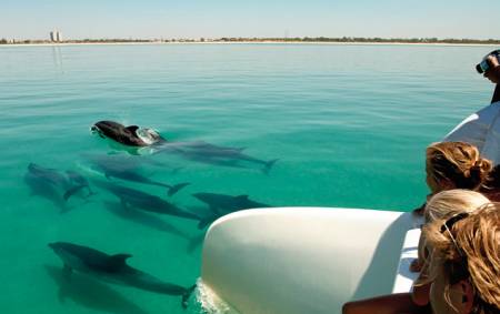 Arrábida: Tour De Observación De Delfines En Un Catamarán A Vela