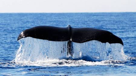 Halbtägige Walbeobachtungstour Auf Der Azoren Insel São Miguel