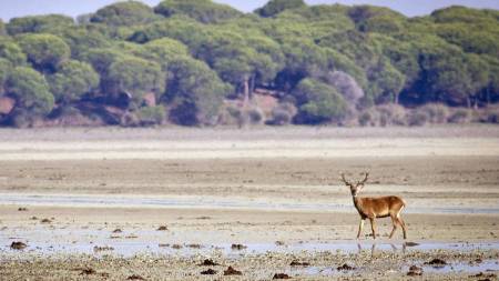 Excursão Privada De Um Dia A Partir De Cádiz: Parque Nacional De Doñana E Sanlucar