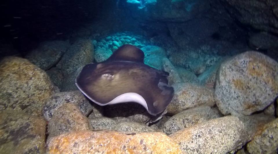 Identificação de Peixes Tenerife