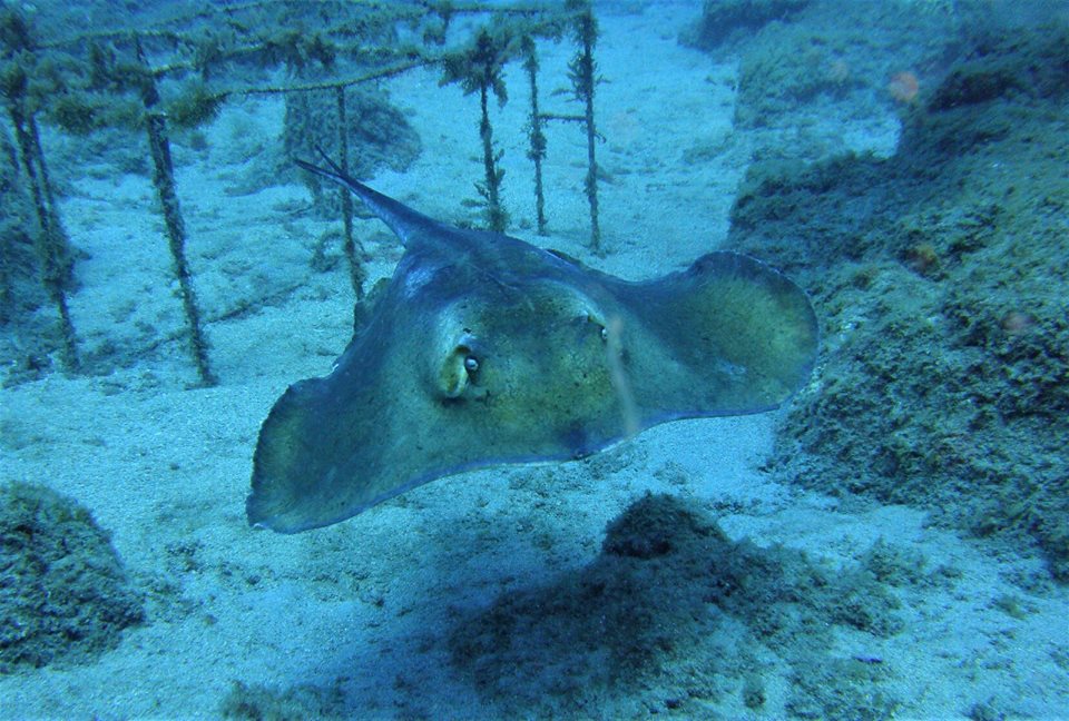 Identificação de Peixes Tenerife