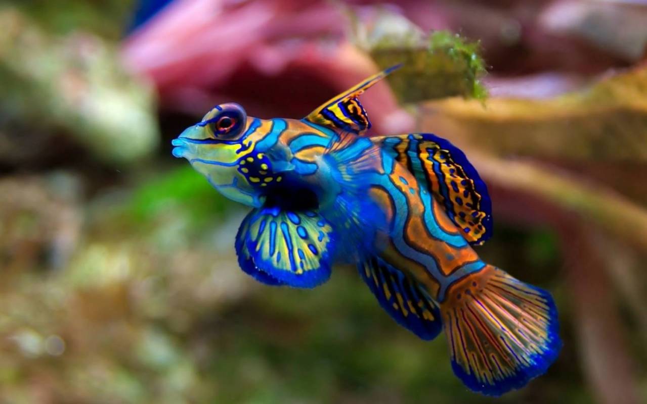 Identificação de Peixes Tenerife