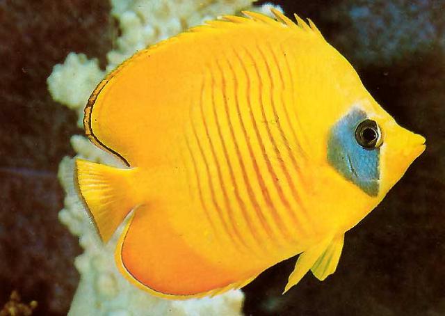 Identificação de Peixes Tenerife