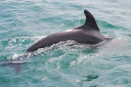 Dolphin Watching Et Coastline Tour D’Albufeira Dans Un Bateau À Fond De Verre