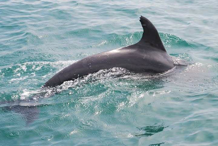 Coastal Walks And Sighting Of Marine Life - Albufeira