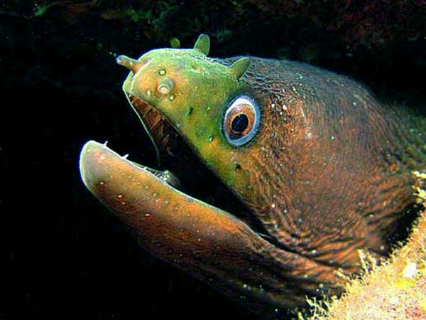 Identificação de Peixes Tenerife
