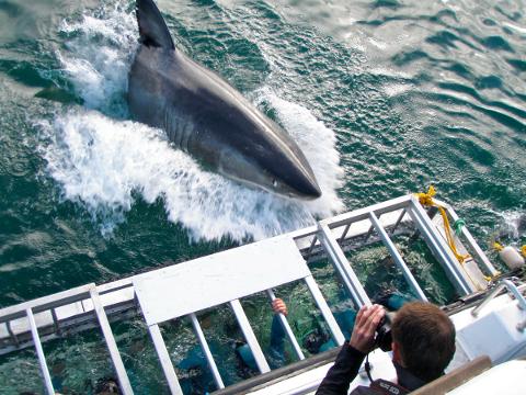 Cage requin blanc gansbaai