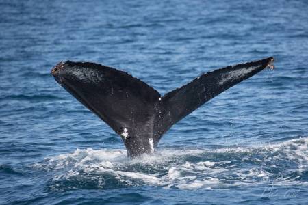 Whale & Dolphin Watching Cruise (Kapitäns Stuhl) – Newport Beach, California