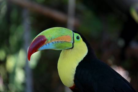 Excursión De 7 Días En Costa Rica Y Nicaragua