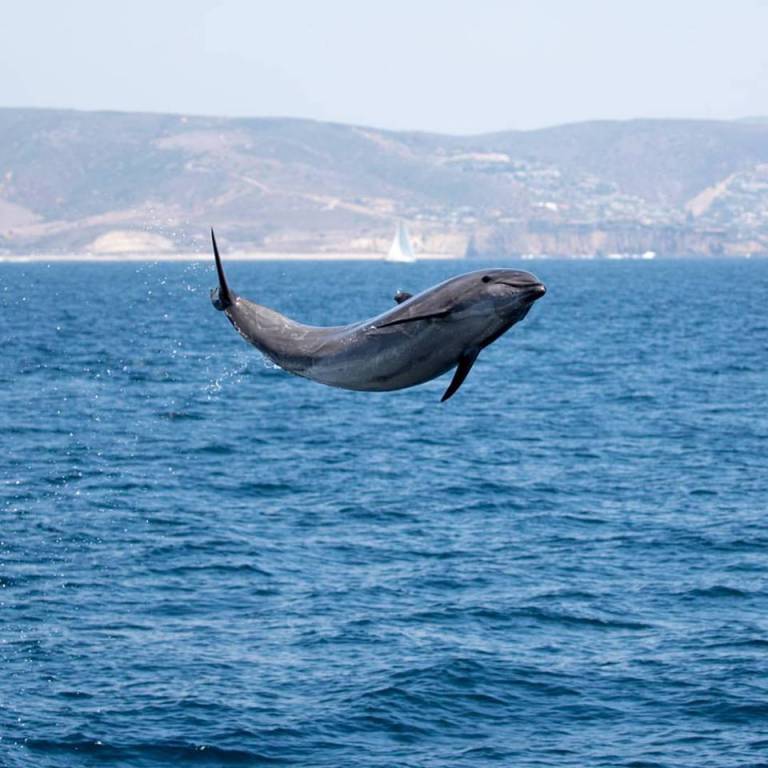 Captain S Seating Whale Watching Dolphin Cruise Newport Beach Seating Whale Watching Dolphin Cruise