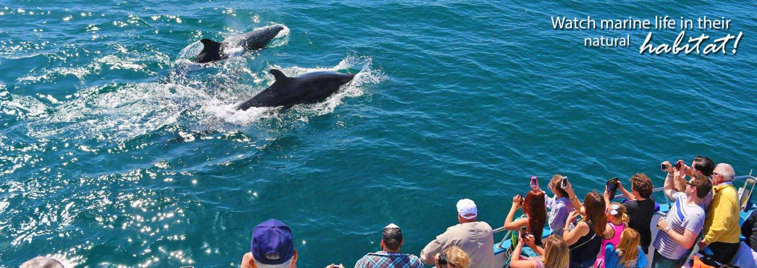 Whale Watching & Dolphin Cruise - Newport Beach ...