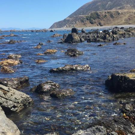 Seal Coast 4Wd Safari – New Zealand