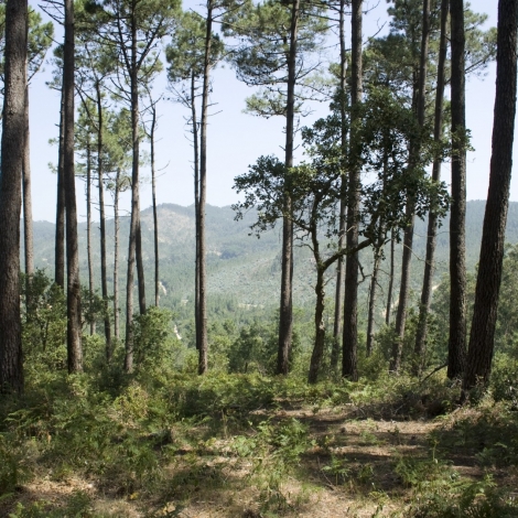 Sintra Hiking