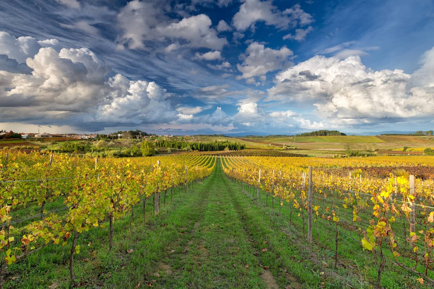 Bairrada Top Tours and Tips