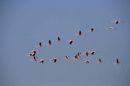 Von Faro: 3-Stündige Private Vogelbeobachtungstour In Ludo Und Quinta Do Lago
