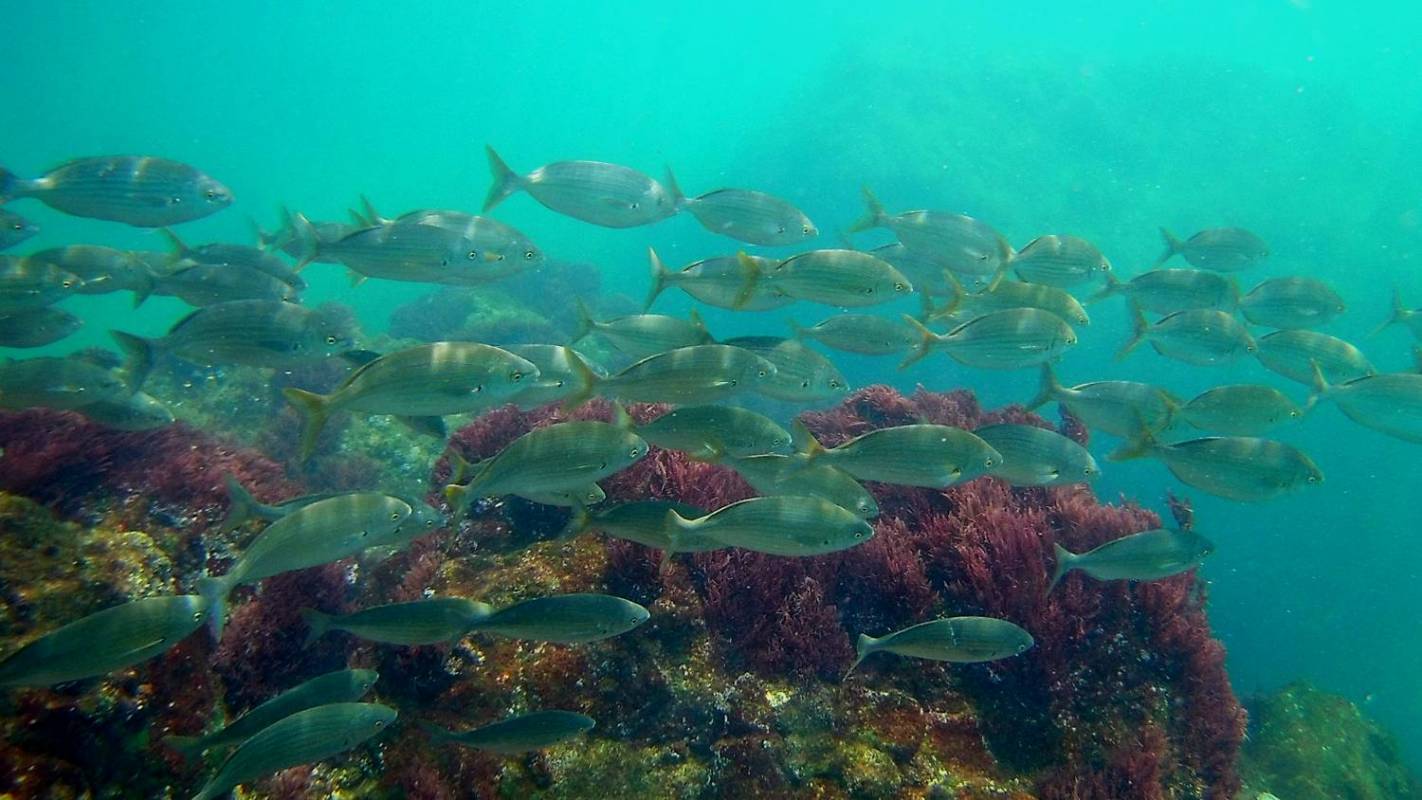 Catamaran Tour - See The Bottom Of The Sea – Peniche