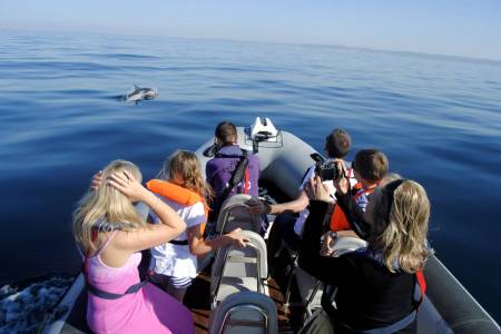 Von Faro Aus: 2-Stündige Bootstour Zur Beobachtung Von Delfinen An Der Algarve