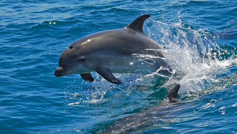 Catamaran Tour - See The Bottom Of The Sea – Peniche