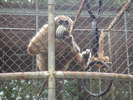 Cha-Am Zoo Und Dem Maruekhathaiyawan Palast