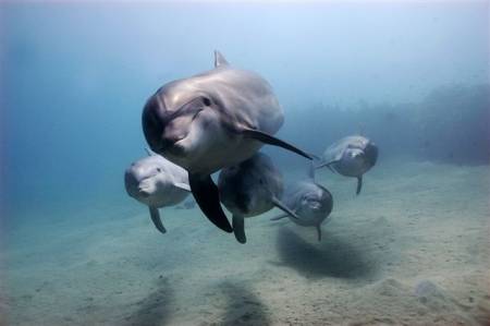 Croisière Privée Dolphin Swim – Sorrento Vic