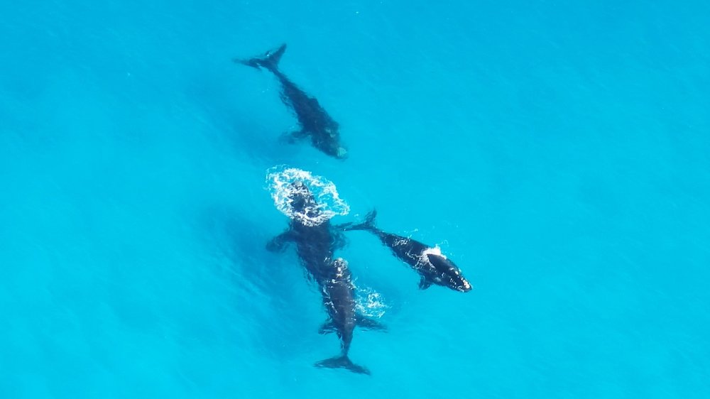 Whale Australia