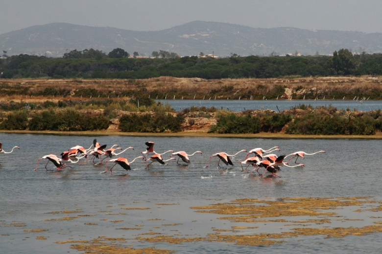 Cycling In The Ria Formosa