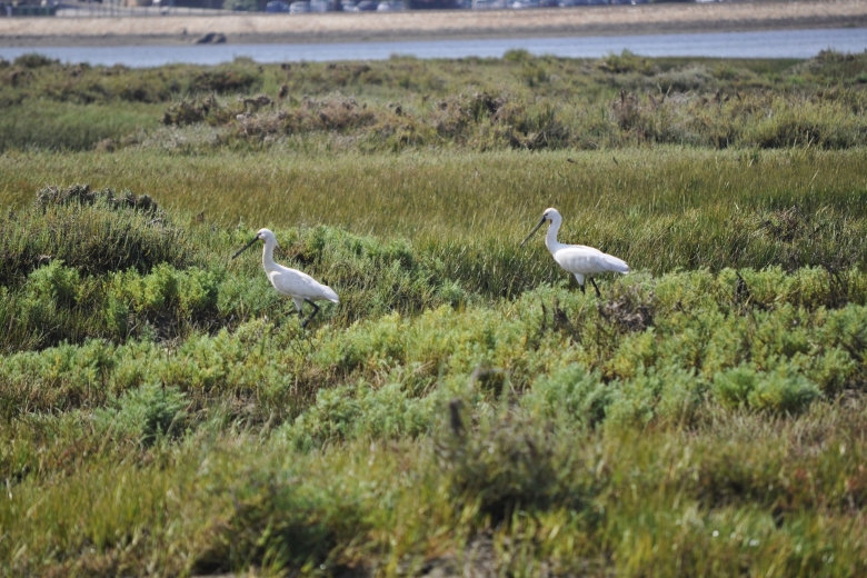 Cycling In The Ria Formosa
