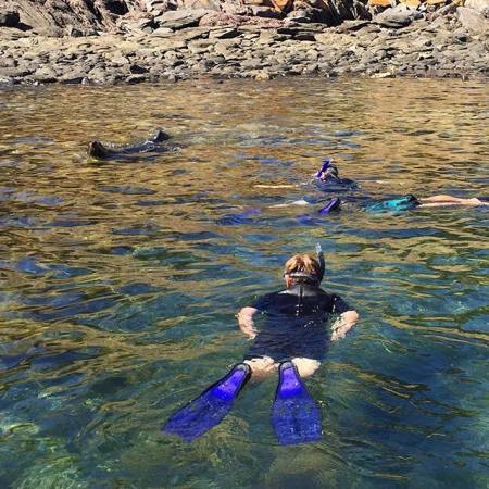 Kangaroo Island Ocean Safari – Mergulhar Com Os Golfinhos / Focas & Safari Na Costa