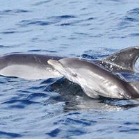 Observación De Delfines En Gibraltar, Con Opción De Billete De Teleférico Para Top Of The Rock
