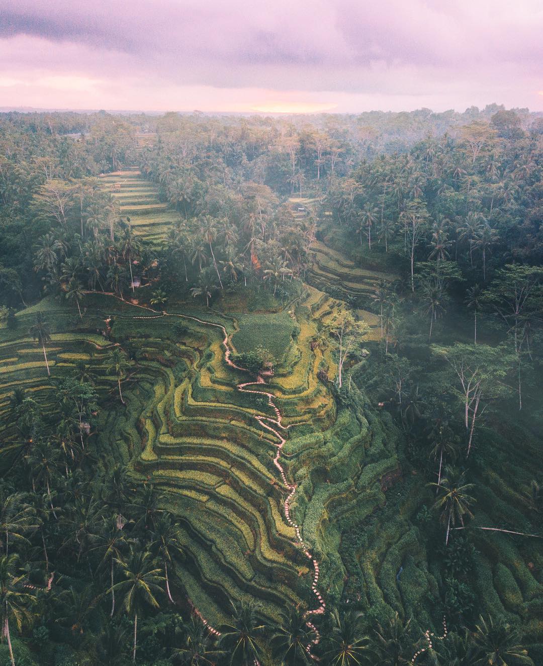 Rice fields in Bali, Indonesia